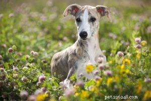Top 35 Dog Breeds Celebrated for Their Beauty Worldwide