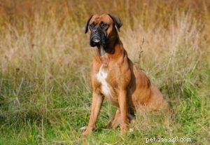 Top 35 Dog Breeds Celebrated for Their Beauty Worldwide