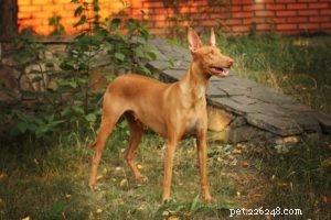 Top 35 Dog Breeds Celebrated for Their Beauty Worldwide
