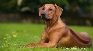 Top 35 Dog Breeds Celebrated for Their Beauty Worldwide