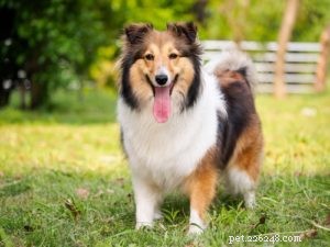 Top 35 Dog Breeds Celebrated for Their Beauty Worldwide