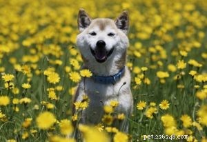 Top 35 Dog Breeds Celebrated for Their Beauty Worldwide