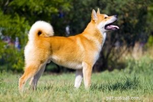Top 35 Dog Breeds Celebrated for Their Beauty Worldwide