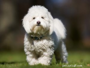 Top 35 Dog Breeds Celebrated for Their Beauty Worldwide