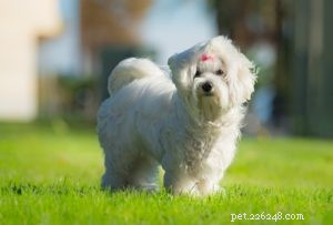 Top 35 Dog Breeds Celebrated for Their Beauty Worldwide