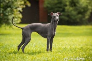 Top 35 Dog Breeds Celebrated for Their Beauty Worldwide