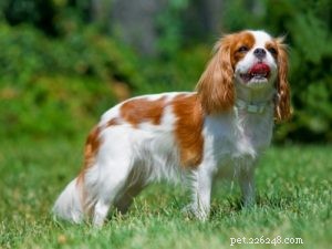 Top 35 Dog Breeds Celebrated for Their Beauty Worldwide