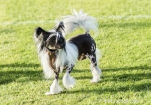 Top 35 Dog Breeds Celebrated for Their Beauty Worldwide