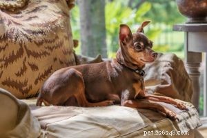 Top 35 Dog Breeds Celebrated for Their Beauty Worldwide
