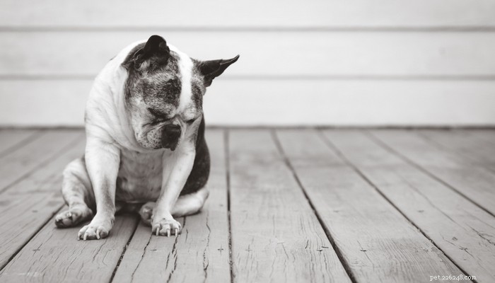 25 Dog Breeds Most Prone to Arthritis – Prevention & Care Guide