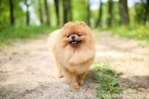 Top 35 Dog Breeds Celebrated for Their Beauty Worldwide