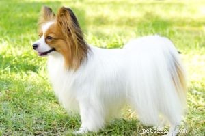 Top 35 Dog Breeds Celebrated for Their Beauty Worldwide