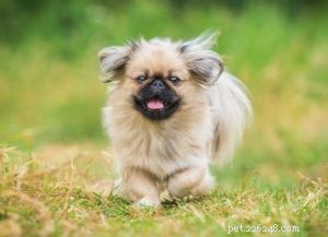 Top 35 Dog Breeds Celebrated for Their Beauty Worldwide