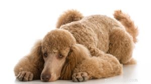 25 Dog Breeds Most Prone to Arthritis – Prevention & Care Guide