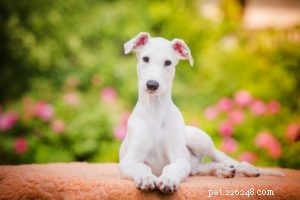25 Dog Breeds Most Prone to Arthritis – Prevention & Care Guide
