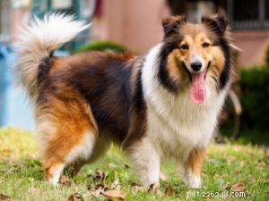 25 Dog Breeds Most Prone to Arthritis – Prevention & Care Guide