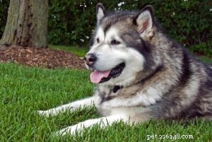 25 Dog Breeds Most Prone to Arthritis – Prevention & Care Guide