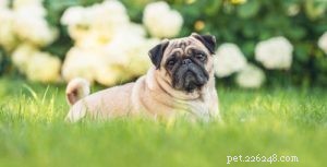 25 Dog Breeds Most Prone to Arthritis – Prevention & Care Guide