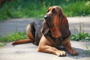 25 Dog Breeds Most Prone to Arthritis – Prevention & Care Guide