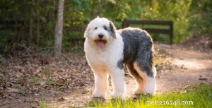 25 Dog Breeds Most Prone to Arthritis – Prevention & Care Guide