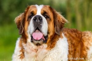 25 Dog Breeds Most Prone to Arthritis – Prevention & Care Guide