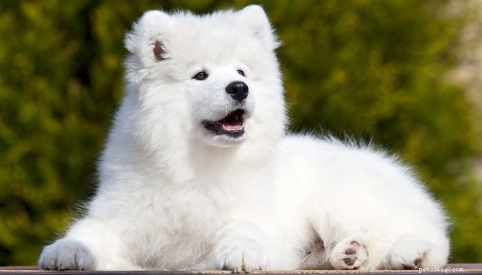 25 Dog Breeds Most Prone to Arthritis – Prevention & Care Guide