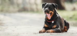 25 Dog Breeds Most Prone to Arthritis – Prevention & Care Guide