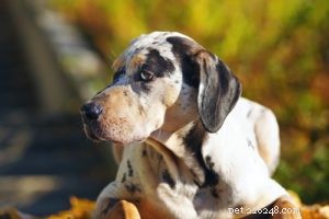 25 Dog Breeds Most Prone to Arthritis – Prevention & Care Guide