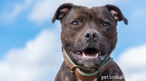 25 Dog Breeds Most Prone to Arthritis – Prevention & Care Guide
