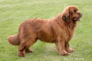 25 Dog Breeds Most Prone to Arthritis – Prevention & Care Guide