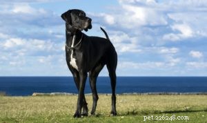 25 Dog Breeds Most Prone to Arthritis – Prevention & Care Guide