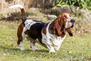 25 Dog Breeds Most Prone to Arthritis – Prevention & Care Guide