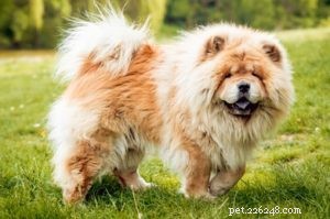 25 Dog Breeds Most Prone to Arthritis – Prevention & Care Guide