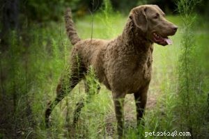 25 Dog Breeds Most Prone to Arthritis – Prevention & Care Guide