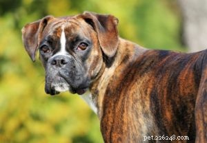 25 Dog Breeds Most Prone to Arthritis – Prevention & Care Guide