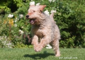 25 Dog Breeds Most Prone to Arthritis – Prevention & Care Guide