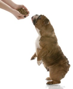 Top Vet-Recommended Dog Foods for English Bulldogs: 6 Best Brands