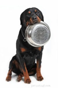 Vet-Approved Rottweiler Dog Food: 5 Top Brands for Optimal Health
