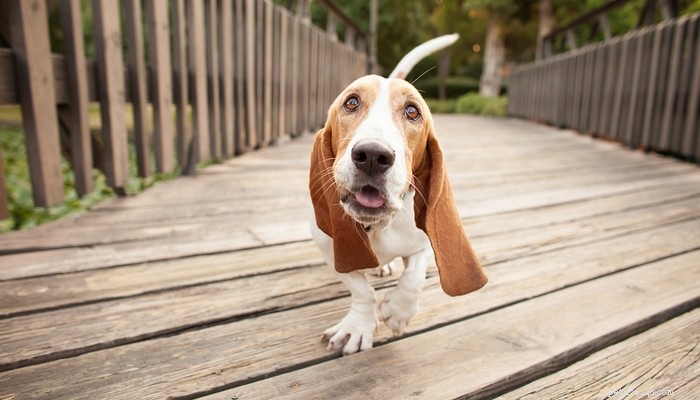 Top 4 Dog Breeds Requiring the Highest Care, Maintenance, and Expenses