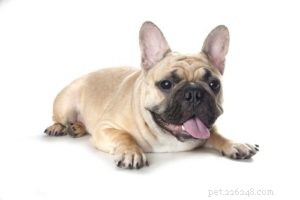 Top 4 Dog Breeds Requiring the Highest Care, Maintenance, and Expenses