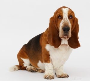 Top 4 Dog Breeds Requiring the Highest Care, Maintenance, and Expenses