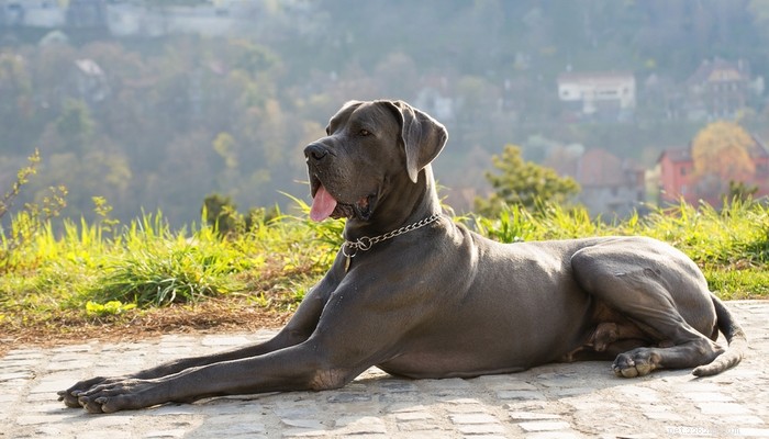 Top 4 Dog Breeds Requiring the Highest Care, Maintenance, and Expenses