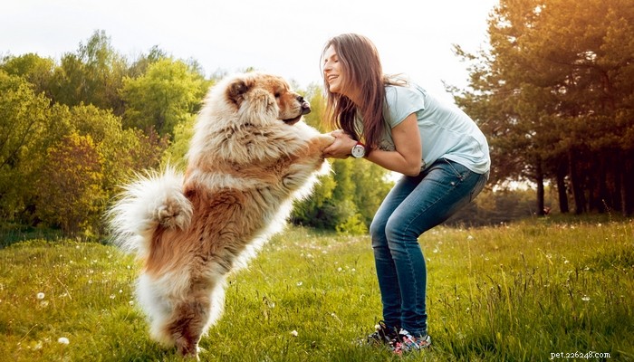 Top 4 Dog Breeds Requiring the Highest Care, Maintenance, and Expenses