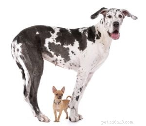 Top 4 Dog Breeds Requiring the Highest Care, Maintenance, and Expenses