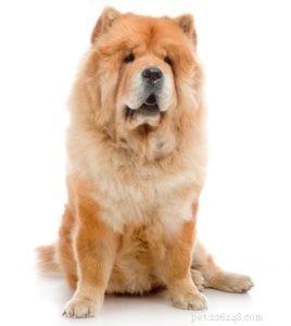 Top 4 Dog Breeds Requiring the Highest Care, Maintenance, and Expenses