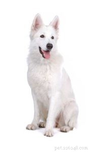 Top 8 Vet‑Approved Dog Foods for German Shepherds – Keep Your GSD Healthy & Strong