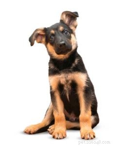 Top 8 Vet‑Approved Dog Foods for German Shepherds – Keep Your GSD Healthy & Strong