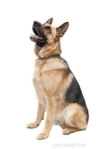 Top 8 Vet‑Approved Dog Foods for German Shepherds – Keep Your GSD Healthy & Strong