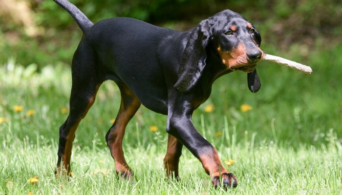 Top 20 Short‑Haired Dog Breeds for Low‑Maintenance Grooming