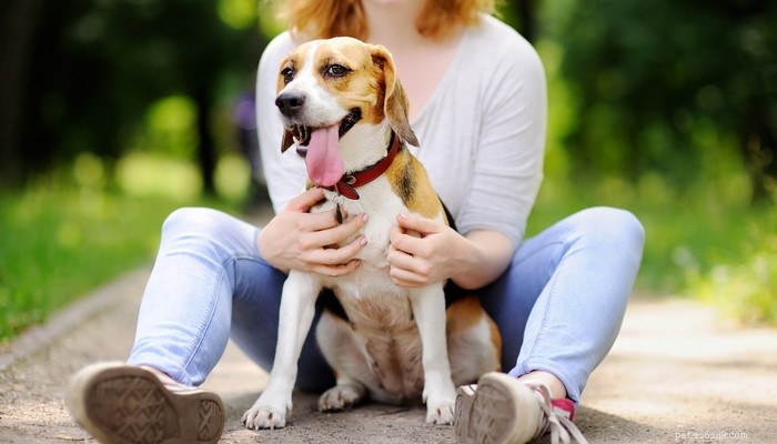 Top 20 Short‑Haired Dog Breeds for Low‑Maintenance Grooming